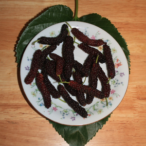 Pakistan Mulberry, Morus alba 'Pakistan', M. bombycis